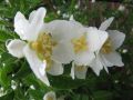 Pfeifenstrauch / Falscher Jasmin / Duftjasmin 'Erectus' - Philadelphus 'Erectus'