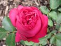 Strauchrose 'Red Eden Rose' � - Rosa 'Red Eden Rose' �