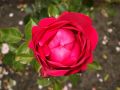 Strauchrose 'Red Eden Rose' � - Rosa 'Red Eden Rose' �