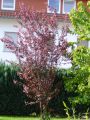 Blutpflaume 'Nigra' - Prunus cerasifera 'Nigra'