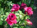 Englische Rose 'William Shakespeare 2000' � - Rosa 'William Shakespeare 2000' �