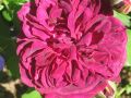 Englische Rose 'William Shakespeare 2000' � - Rosa 'William Shakespeare 2000' �