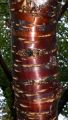 Mahagoni-Kirsche - Prunus serrula