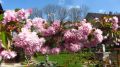 Japanische H�nge-Nelkenkirsche - Prunus serrulata 'Kiku-shidare-Zakura'