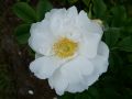 Bodendeckerrose 'White Roadrunner' � - Rosa 'White Roadrunner' �