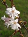 Schneekirsche / Winterkirsche / Japanische Bl�tenkirsche 'Autumnalis' - Prunus subhirtella 'Autumnalis'