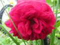 Englische Rose 'Tess of the d'Urbervilles' - Rosa 'Tess of the d'Urbervilles'
