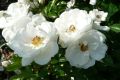 Bodendeckerrose 'Innocencia' � - Rosa 'Innocencia' �