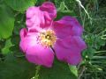 Apfelrose / Kartoffelrose / Hagebutte - Rosa rugosa