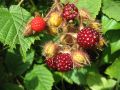 Japanische Weinbeere / Rotborstige Himbeere - Rubus phoenicolasius