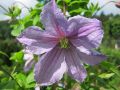 Clematis 'Emilia Plater' - Clematis viticella 'Emilia Plater'