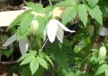 Clematis 'White Lady' / Alpenwaldrebe - Clematis alpina 'White Lady'