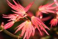 F�cher-Ahorn 'Wilson's Pink Dwarf' - Acer palmatum 'Wilson's Pink Dwarf'