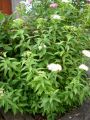 Wei�e Zwergspiere 'Albiflora' - Spiraea japonica 'Albiflora'
