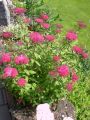 Rote Sommerspiere 'Anthony Waterer' - Spiraea bumalda 'Anthony Waterer'