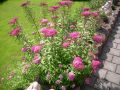 Rote Sommerspiere 'Anthony Waterer' - Spiraea bumalda 'Anthony Waterer'