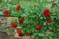 Kletterrose 'Amadeus'  � - Rosa 'Amadeus' �