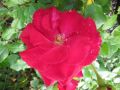 Kletterrose 'Amadeus'  � - Rosa 'Amadeus' �