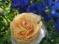Beetrose 'Sangerh�user Jubil�umsrose' � / Cervia - Rosa 'Sangerh�user Jubil�umsrose' � / Cervia