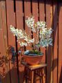 Geschlitzte Kirsche 'Kojou-no-mai' - Prunus incisa 'Kojou-no-mai'