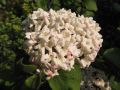 Gro�blumiger Duft-Schneeball - Viburnum carlcephalum
