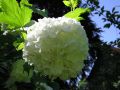 Gef�llter Schneeball / Echter Schneeball 'Roseum' - Viburnum opulus 'Roseum'