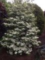Japanischer Schneeball 'Mariesii' - Viburnum plicatum 'Mariesii'