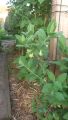 Honigbeere / Maibeere 'Blue Velvet' � / Sibirische Blaubeere - Lonicera kamtschatica 'Blue Velvet'  �