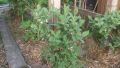 Honigbeere / Maibeere 'Blue Velvet' � / Sibirische Blaubeere - Lonicera kamtschatica 'Blue Velvet'  �