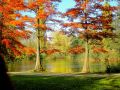 Sumpfzypresse / Sumpfeibe - Taxodium distichum
