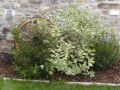 Wei�bunter Hartriegel   'Elegantissima' bzw. 'Argenteomarginata' - Cornus alba 'Elegantissima' alter Name 'Argenteomarginata'