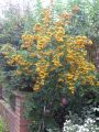 Feuerdorn 'Soleil d'Or' - Pyracantha coccinea 'Soleil d'Or'