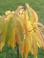Zwerg-Nektarine, Zwergnektarine - Prunus nuciperisca, Zwergform