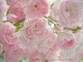 Bodendeckerrose / Beetrose 'The Fairy' - Rosa 'The Fairy'