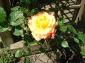 Kletterrose 'Aloha' � - Rosa 'Aloha' �