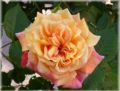 Kletterrose 'Aloha' � - Rosa 'Aloha' �