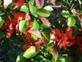Scheinquitte /  Zierquitte 'Friesdorfer Typ 205' - Chaenomeles 'Friesdorfer Typ 205'