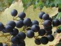 Weintraube 'Muscat Bleu' - Vitis 'Muscat Bleu'
