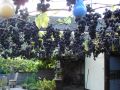 Weintraube 'Muscat Bleu' - Vitis 'Muscat Bleu'