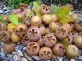 Mispel, gro�fr�chtig / Echte Mispel - Mespilus germanica