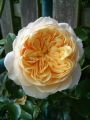 Kletterrose 'Ginger Syllabub' - Rosa 'Ginger Syllabub'