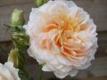 Kletterrose 'Ginger Syllabub' - Rosa 'Ginger Syllabub'