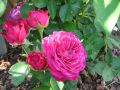 Beetrose 'Heidi Klum-Rose' � - Rosa 'Heidi Klum-Rose' �