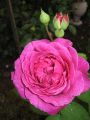 Beetrose 'Heidi Klum-Rose' � - Rosa 'Heidi Klum-Rose' �