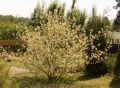 Wei�bunter Purpur-Hartriegel - Cornus alba 'Sibirica Variegata'
