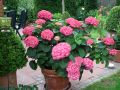 Ballhortensie / Bauernhortensie 'Tovelit' (rosa) - Hydrangea macrophylla 'Tovelit'