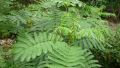Seidenbaum / Schlafbaum / Seidenakazie - Albizia julibrissin