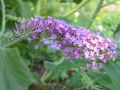 Sommerflieder / Schmetterlingsstrauch 'Pink Delight' - Buddleja davidii 'Pink Delight'