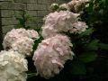 Bauernhortensie 'Madame E.Moulliere' - Hydrangea macrophylla 'Madame E.Moulliere'