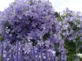 Clematis 'Prince Charles' - Clematis viticella 'Prince Charles'